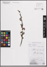 Foto von Salix cinerea L.